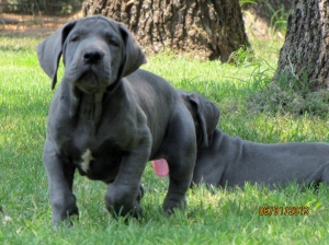 Royal Elite's May 2013 Puppy Litter